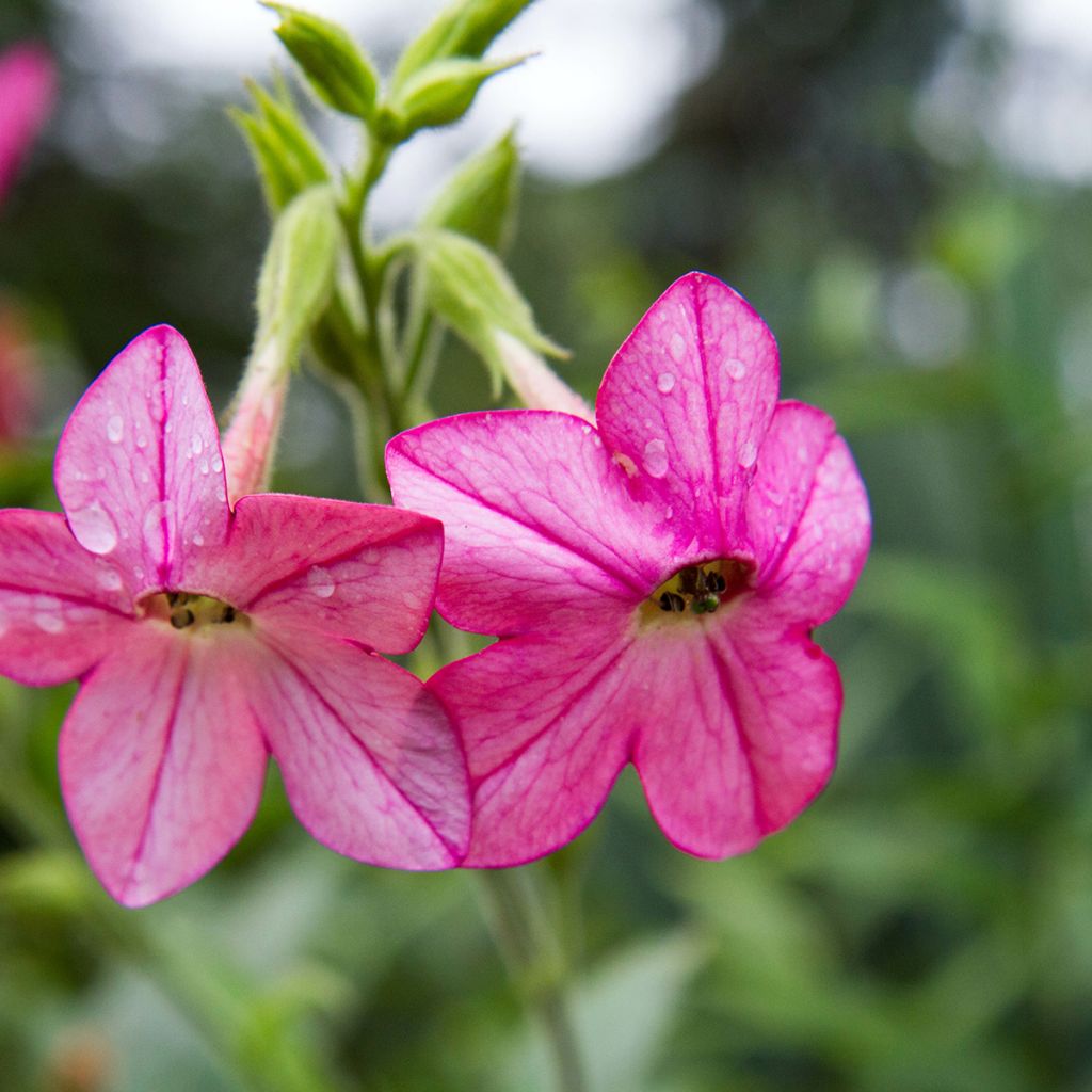 Nicotiana alata Tinkerbell (zaad) - Siertabak