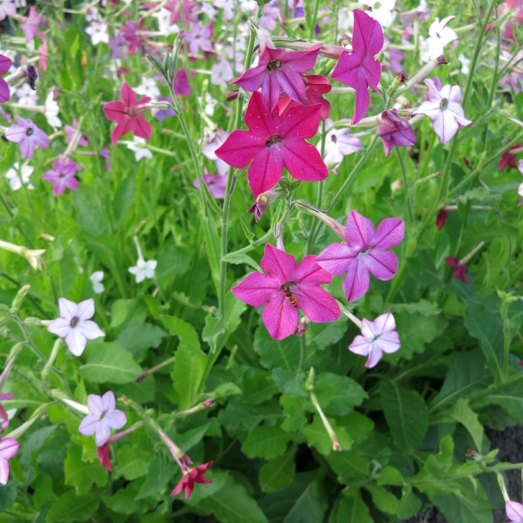 Nicotiana alata Sensation Mix (zaad) - Siertabak