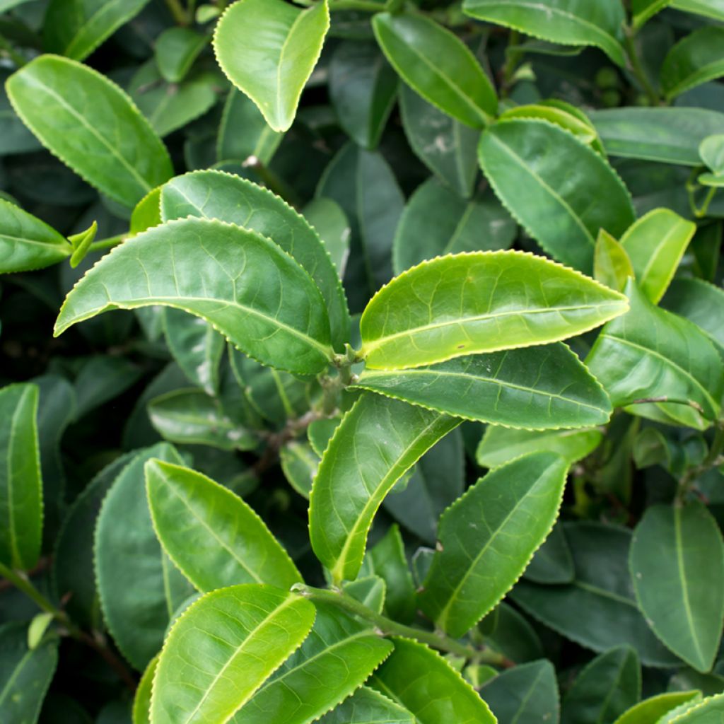 Camellia sinensis (zaad) - Theeplant