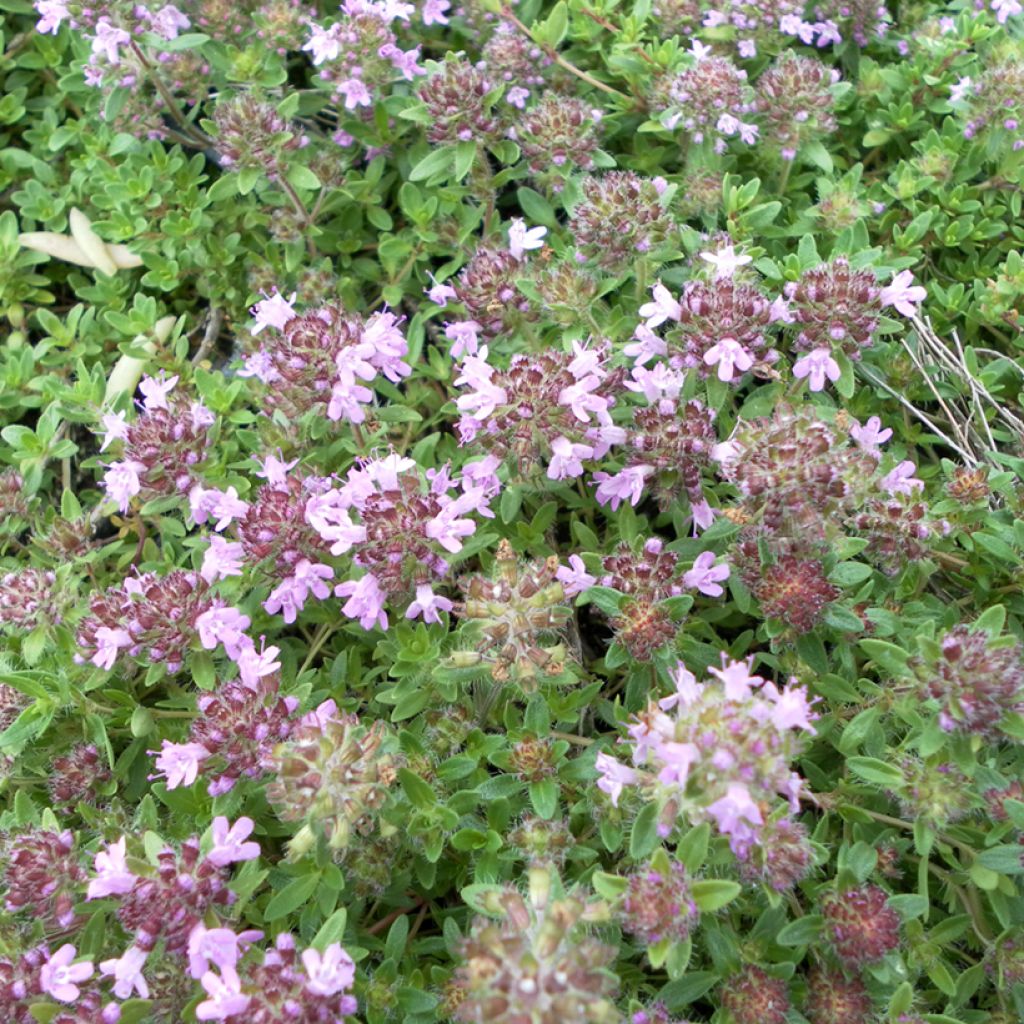 Thymus serpyllum Magic Carpet (zaad) - Wilde tijm