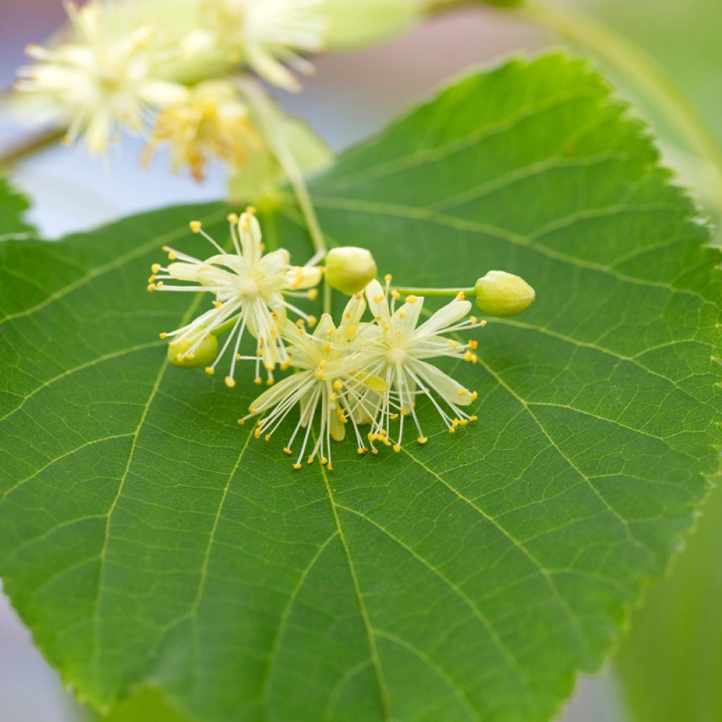 Tilia cordata (zaad) - Winterlinde