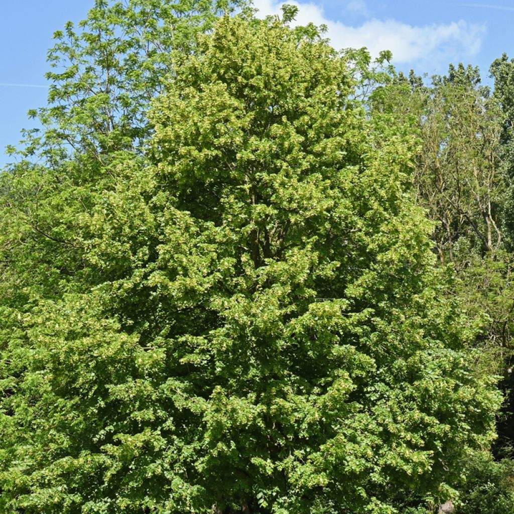 Tilia cordata (zaad) - Winterlinde