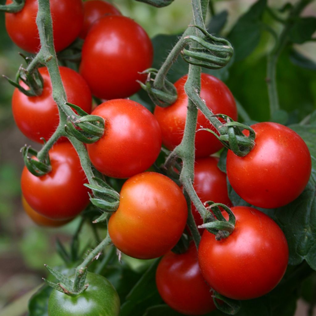 Tomate cerise Zuckertraube BIO