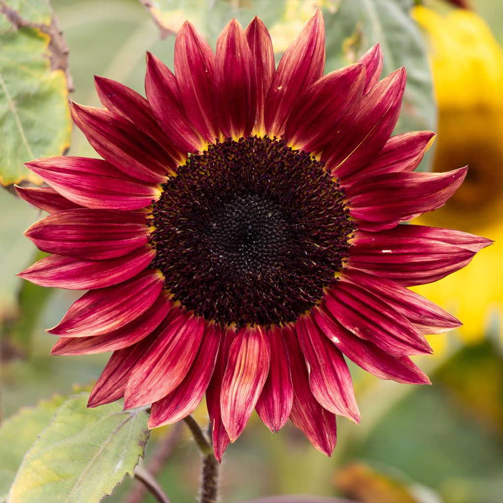 Zonnebloem Desire Red F1 (zaad) - Helianthus annuus