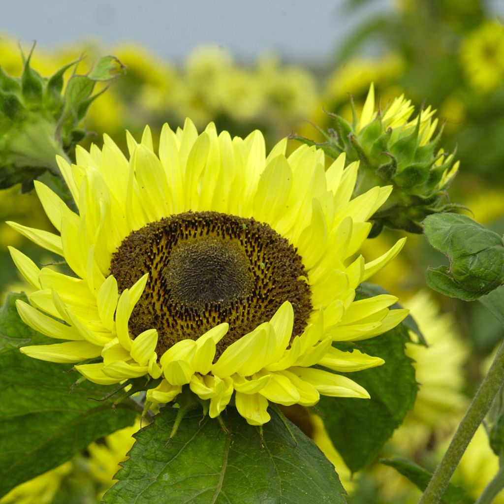 Zonnebloem Garden Statement (zaad) - Helianthus annuus