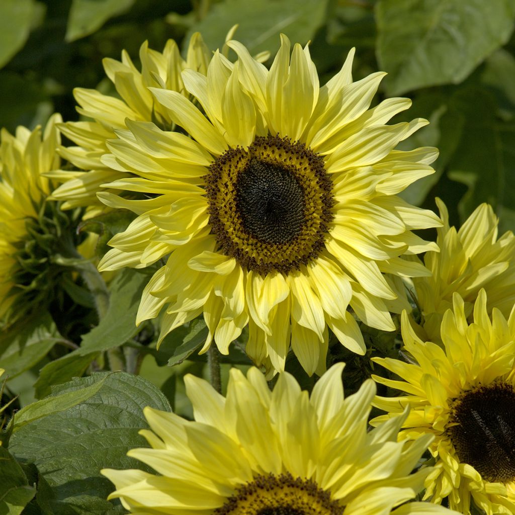 Zonnebloem Garden Statement (zaad) - Helianthus annuus