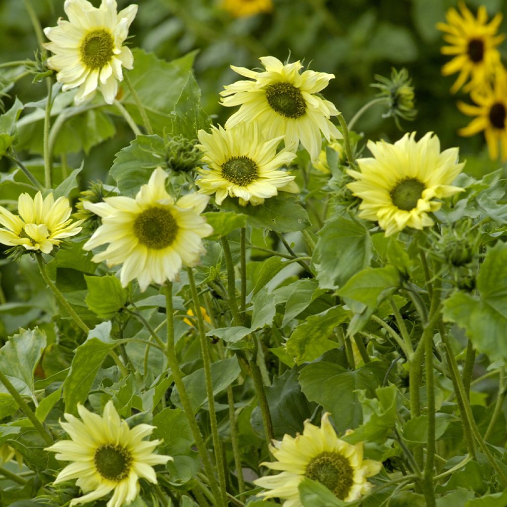 Helianthus debilis subsp. cucumerifolius Italian Green Heart (zaad) - Vaste zonnebloem