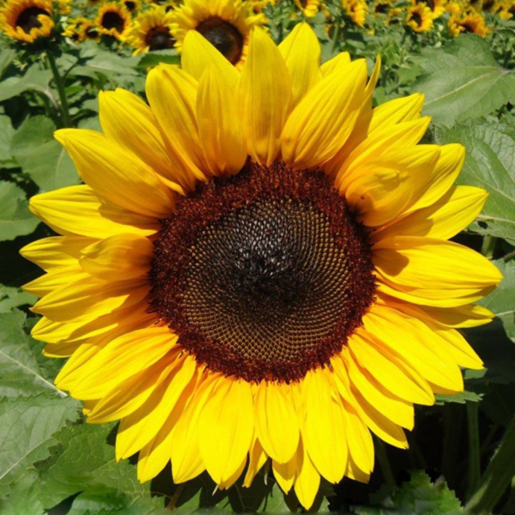 Zonnebloem Pro-Cut F1 Brilliance (zaad) - Helianthus annuus
