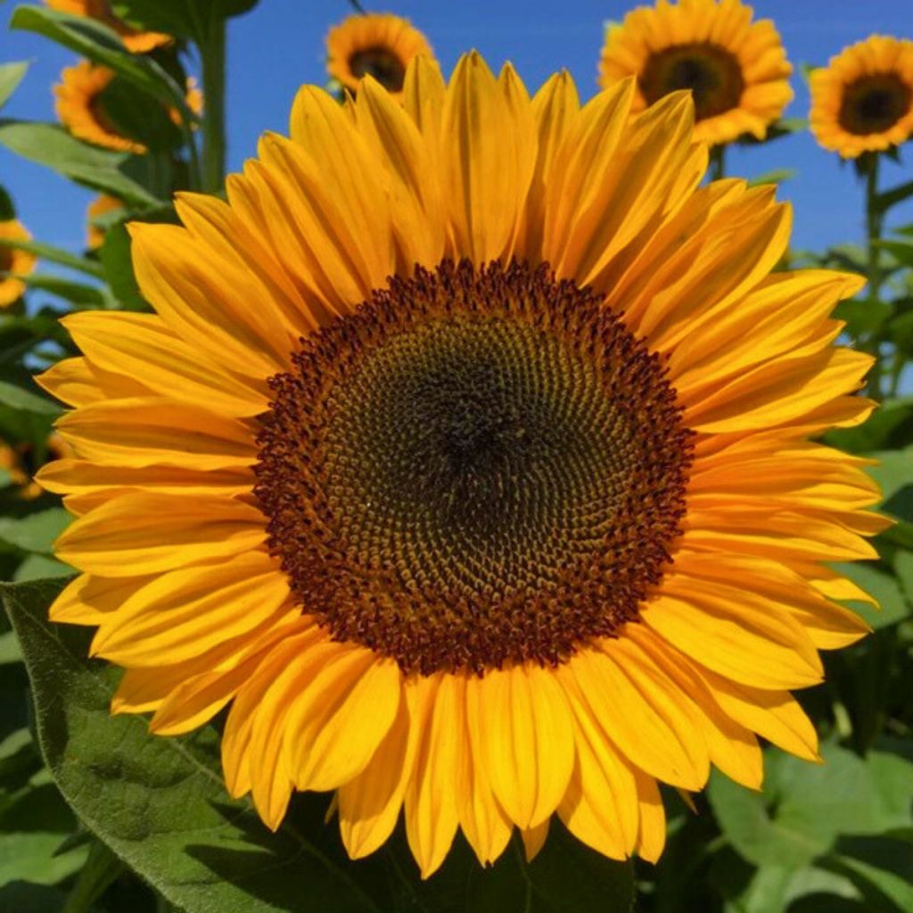 Zonnebloem Pro-Cut F1 Orange Excel (zaad) - Helianthus annuus