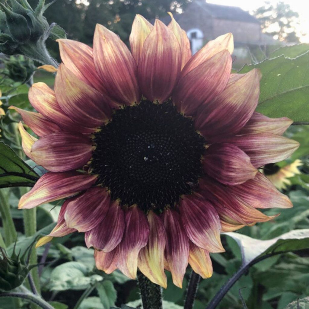 Zonnebloem Pro-Cut F1 Plum (zaad) - Helianthus annuus