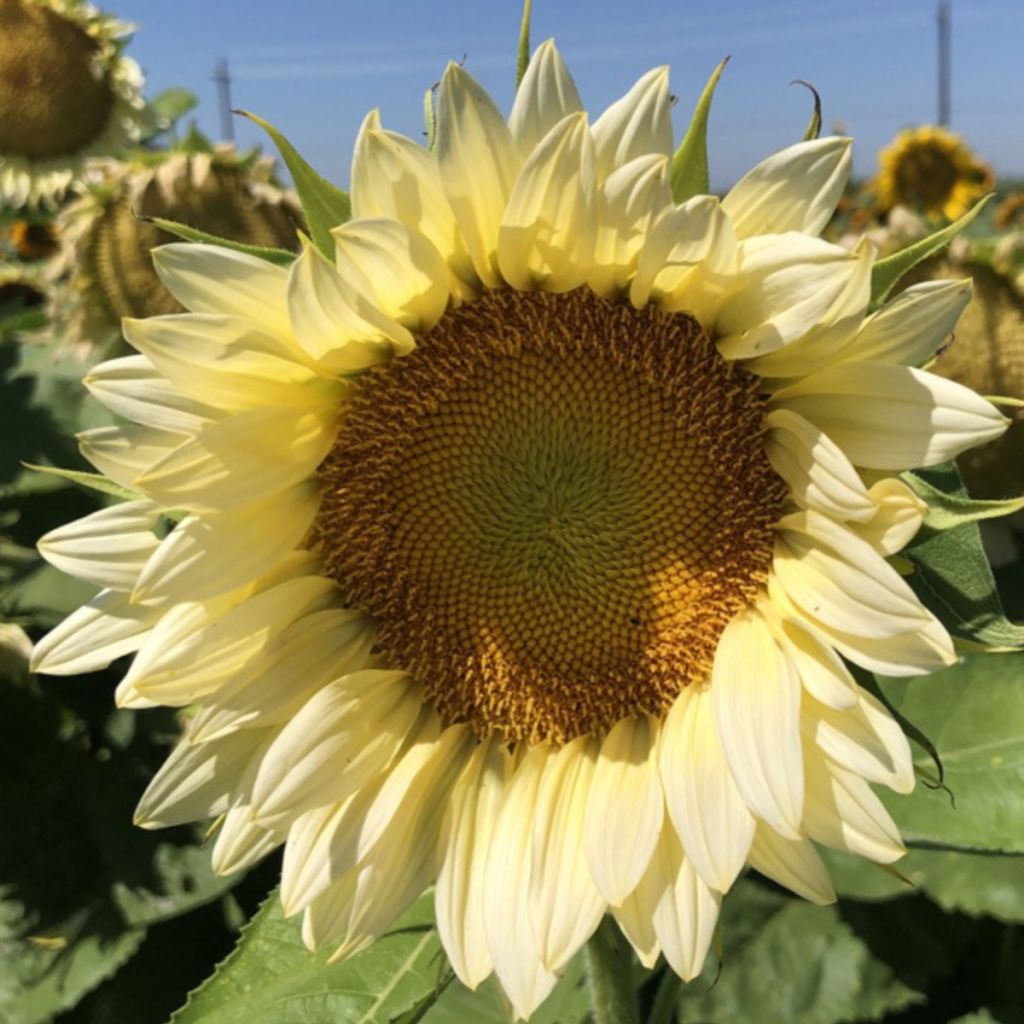 Zonnebloem Pro-Cut F1 White Lite (zaad) - Helianthus annuus