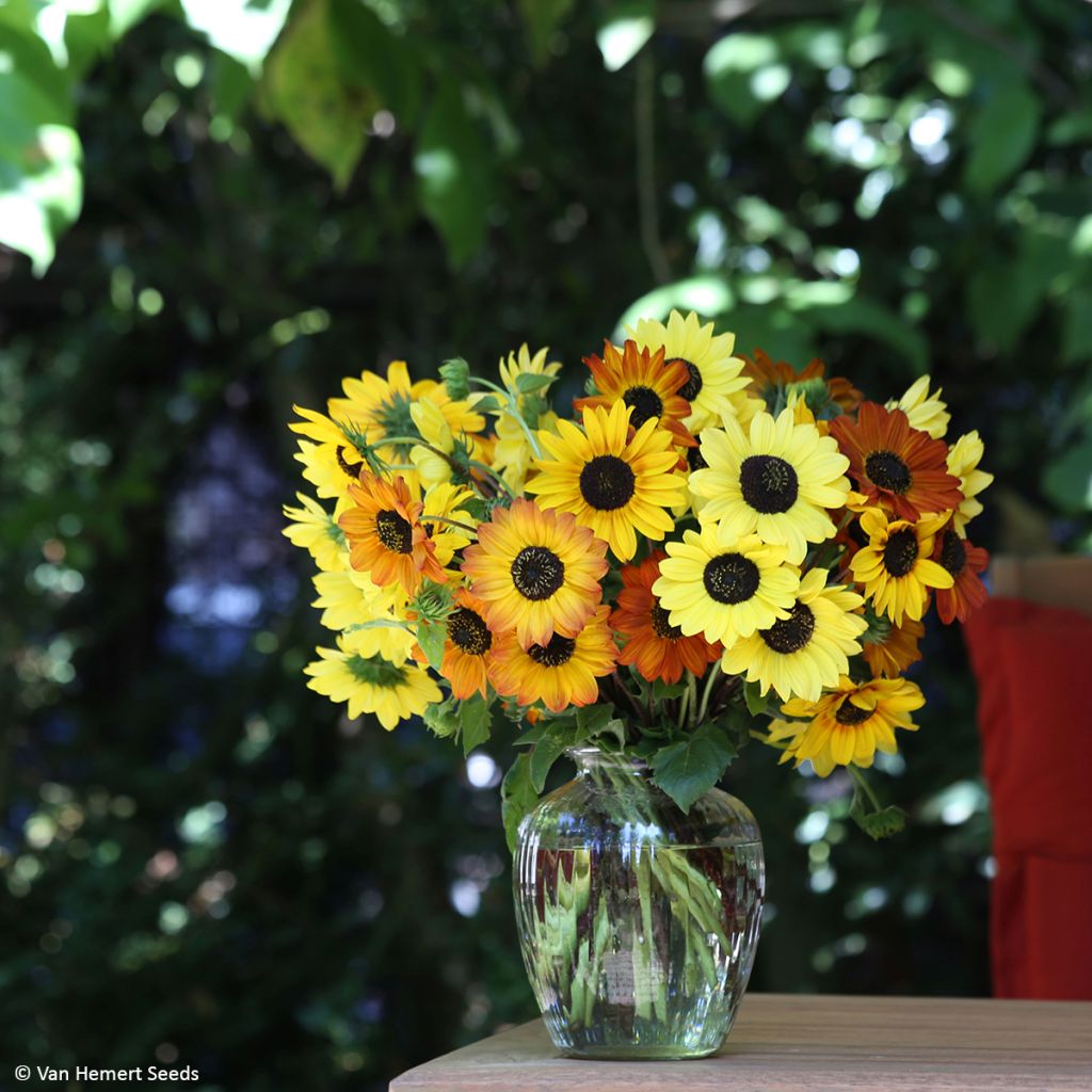 Zonnebloem Soluna Mix (zaad) - Helianthus debilis