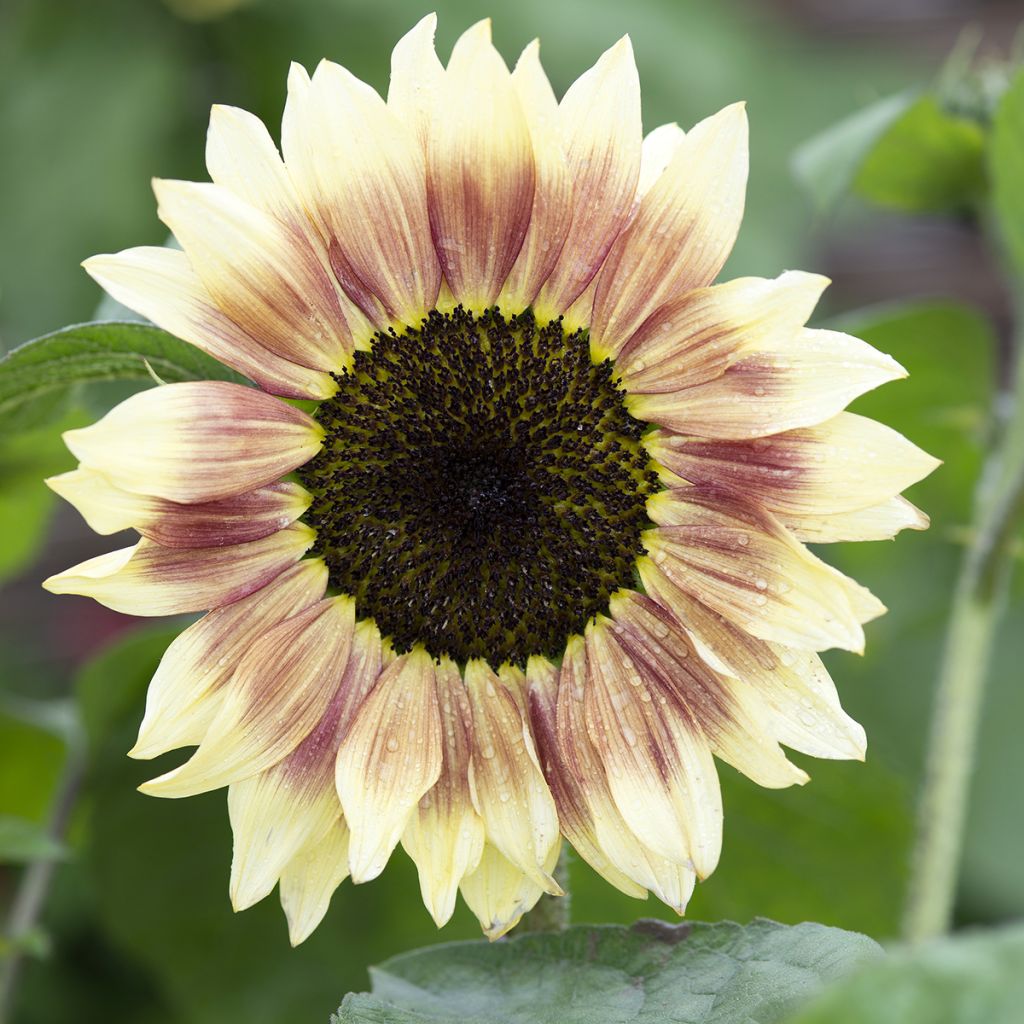 Zonnebloem Summer Lovin F1 (zaad) - Helianthus annuus