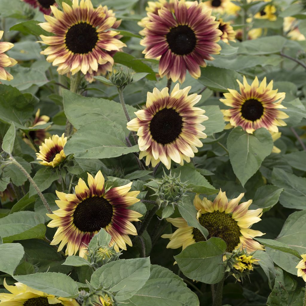 Zonnebloem Summer Lovin F1 (zaad) - Helianthus annuus