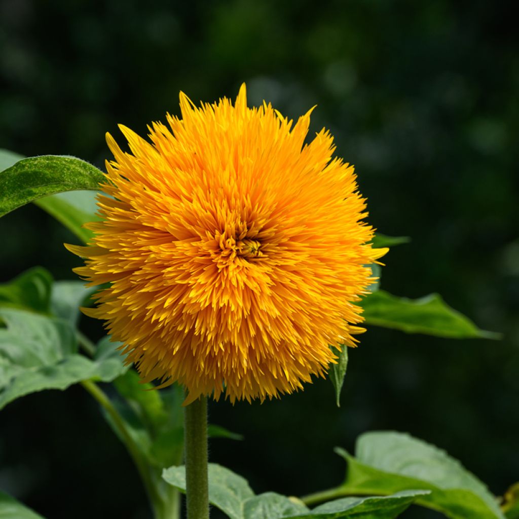 Zonnebloem Teddy Bear (zaad) - Helianthus annuus