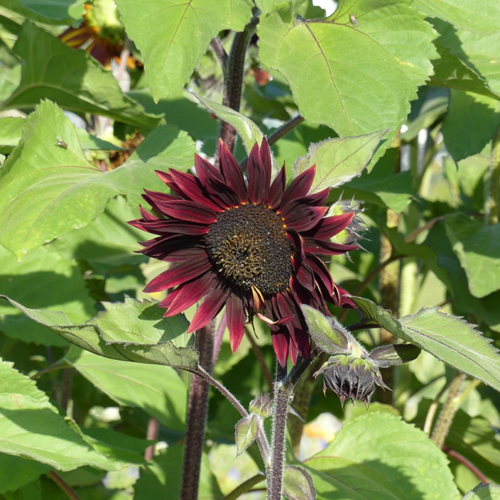 Zonnebloem Velvet Queen (zaad) - Helianthus annuus