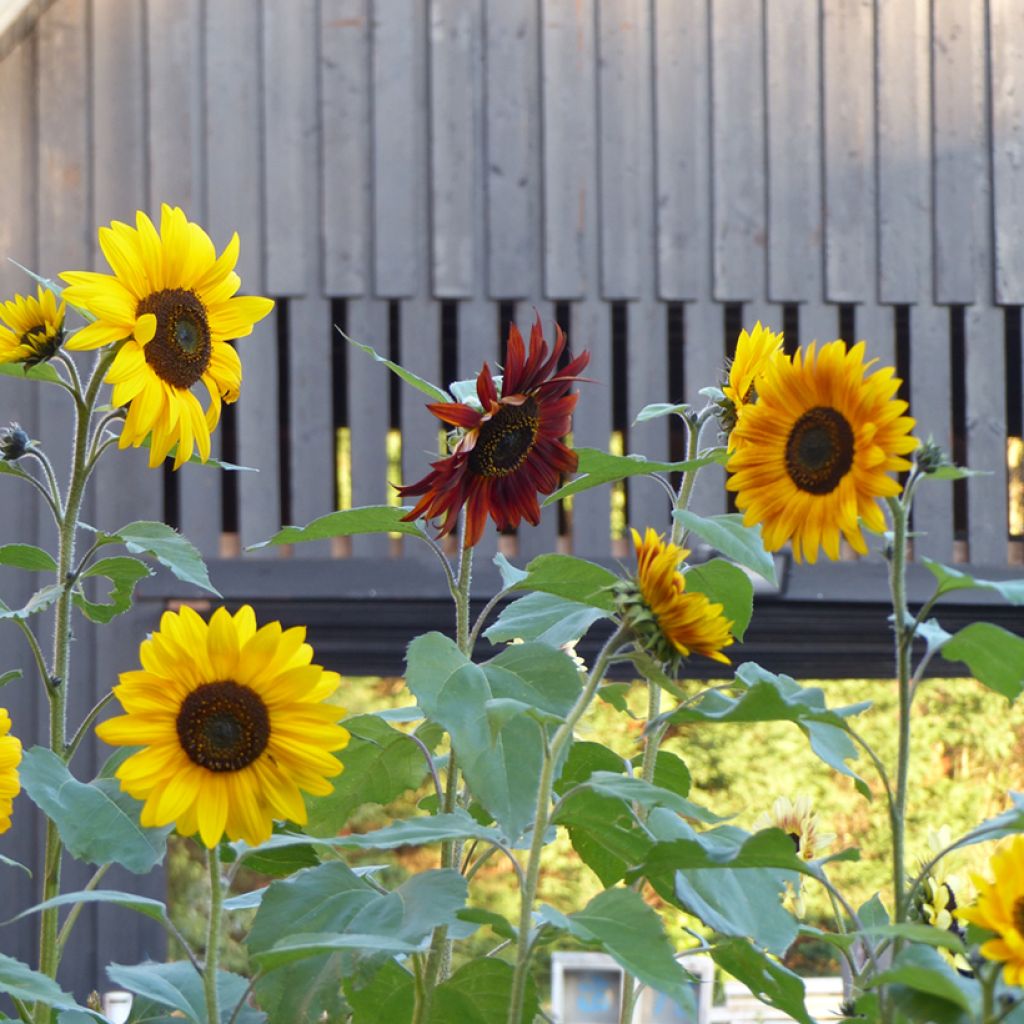 Zonnebloem Autumn Beauty Mix (zaad) - Helianthus annuus