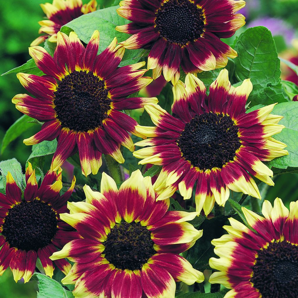 Zonnebloem Florenza (zaad) - Helianthus annuus