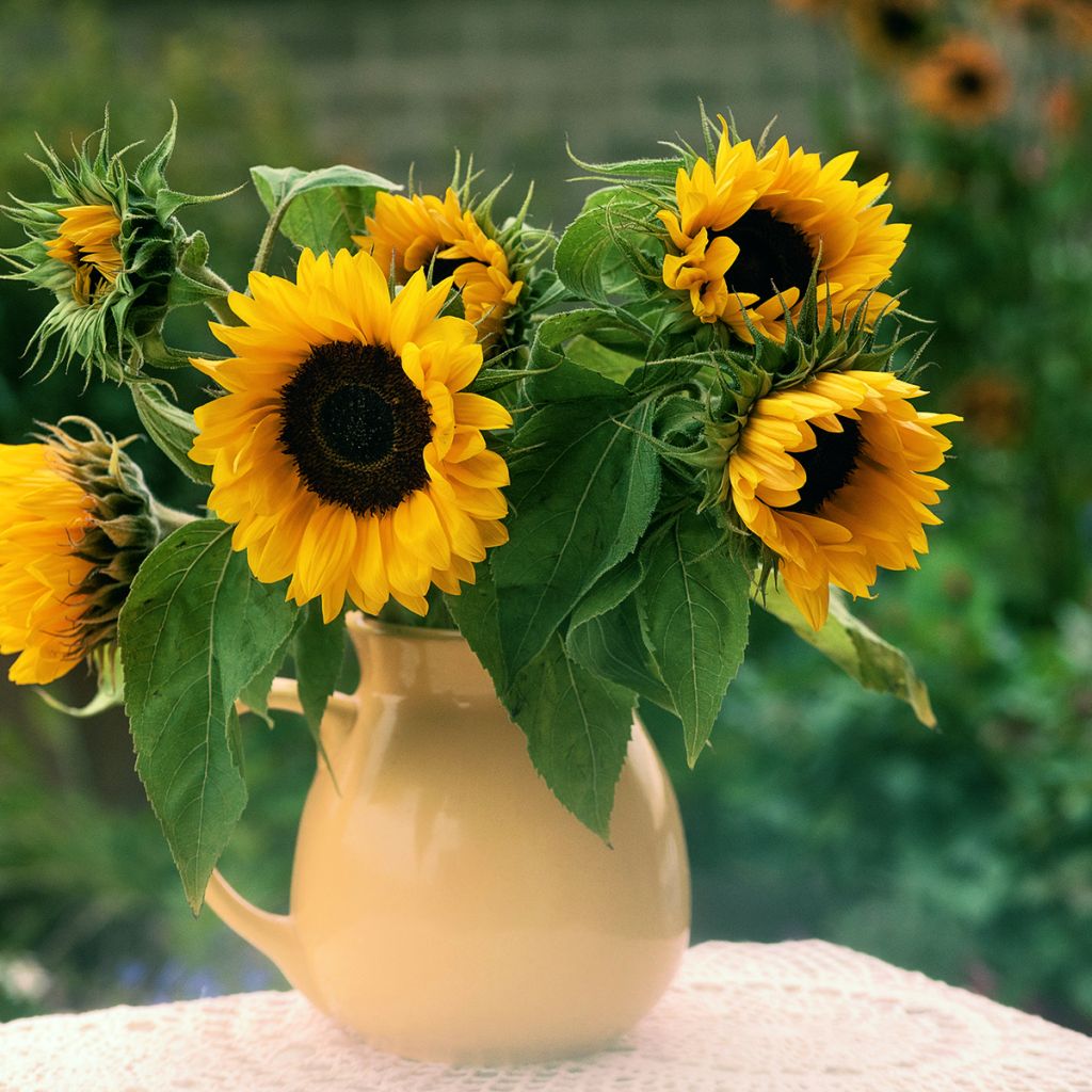 Zonnebloem Holiday (zaad) - Helianthus annuus