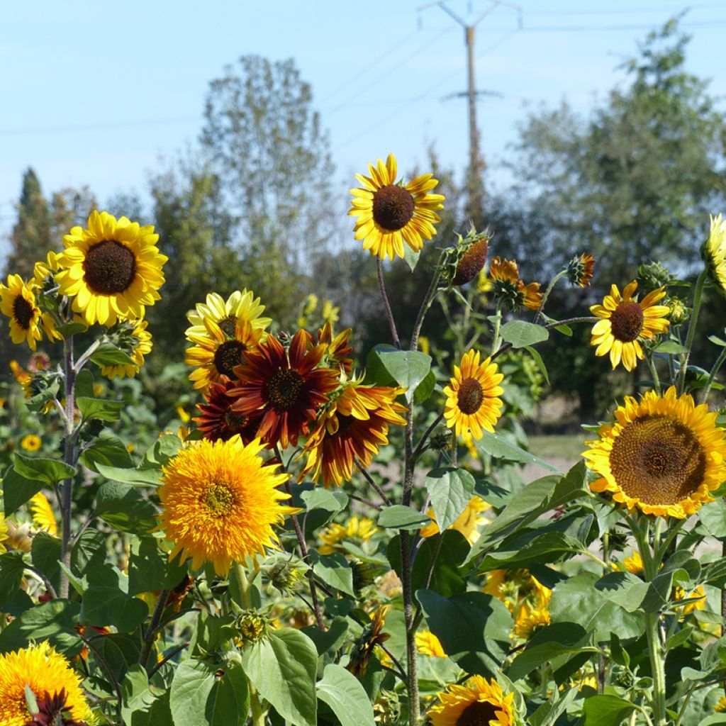 Zonnebloem Inca Empire Mix (zaad) - Helianthus annuus