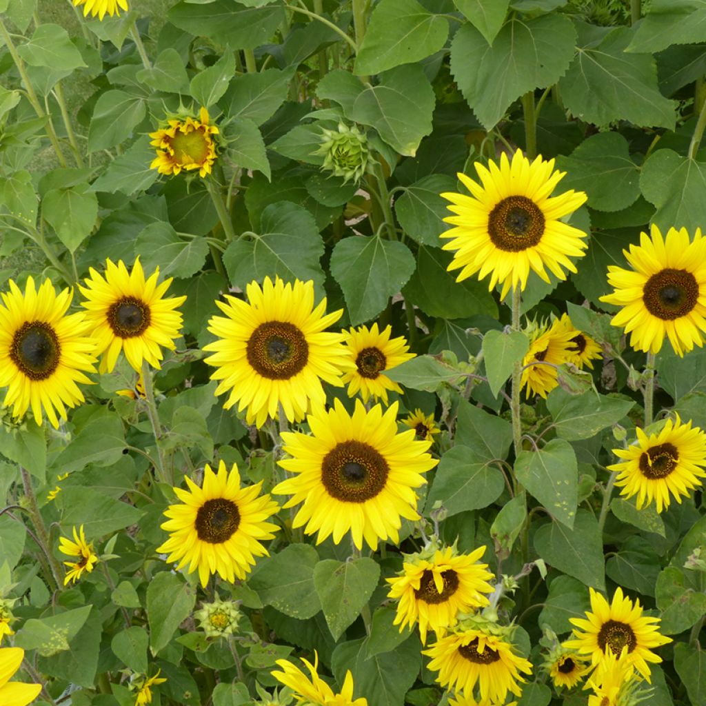 Zonnebloem Bambino (zaad) - Helianthus annuus