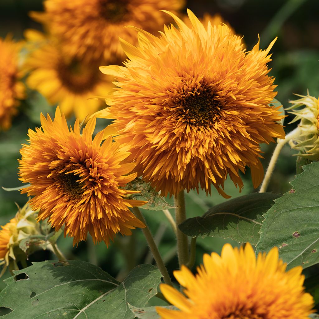 Zonnebloem Firefox (zaad) - Helianthus annuus