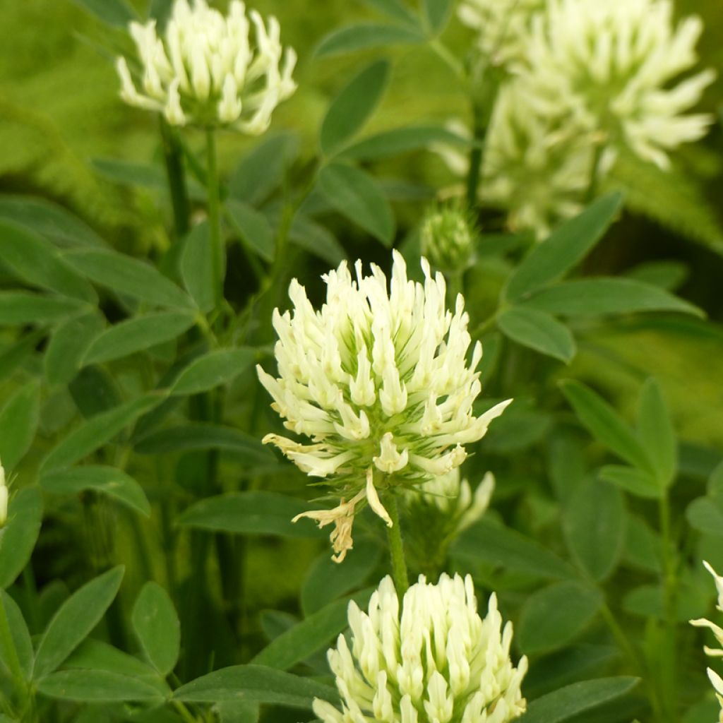 Trifolium ochroleucon (zaad) - Geelwitte klaver