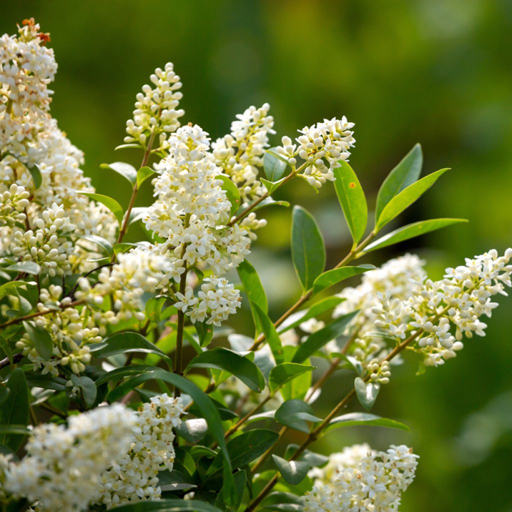 Ligustrum vulgare (zaad) - Wilde liguster