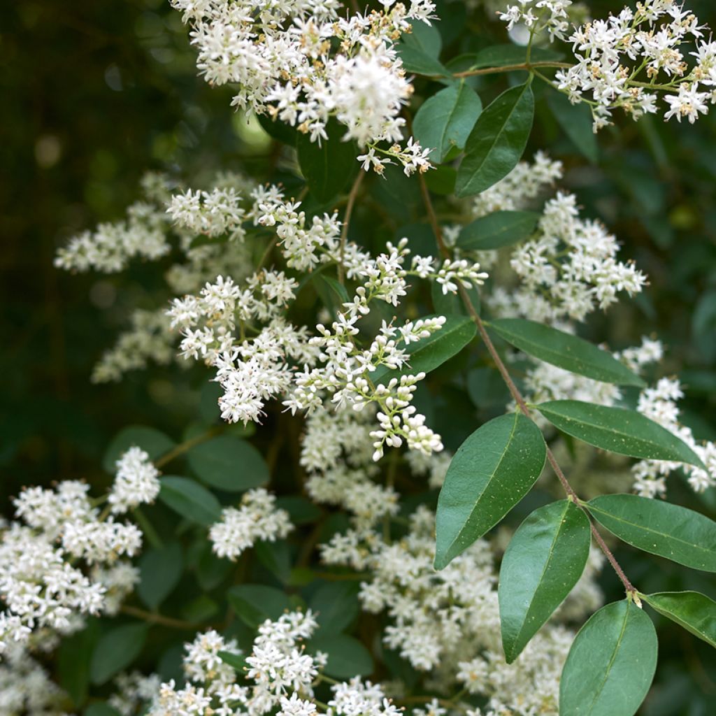 Ligustrum vulgare (zaad) - Wilde liguster