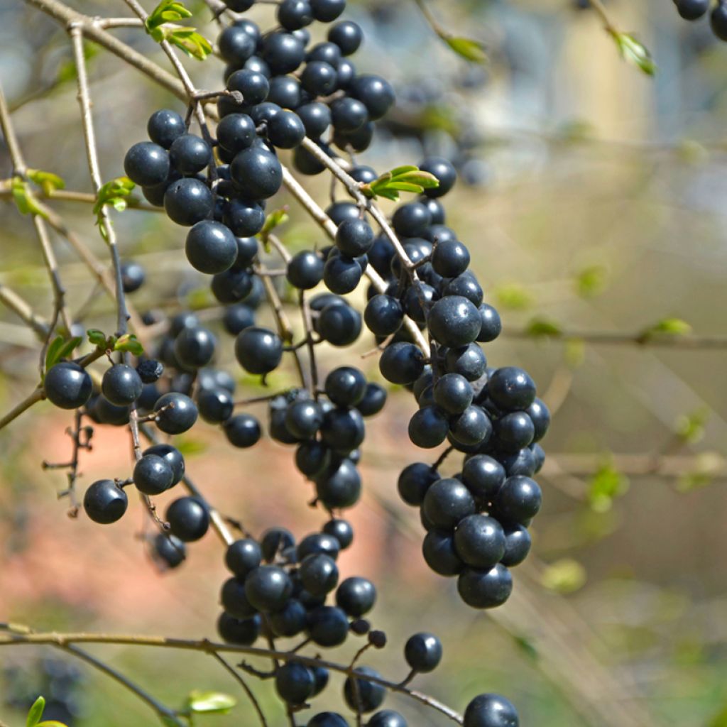 Ligustrum vulgare (zaad) - Wilde liguster