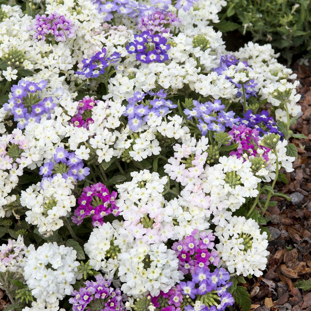 Verbena Scentsation Mix (zaad) - Hangverbena