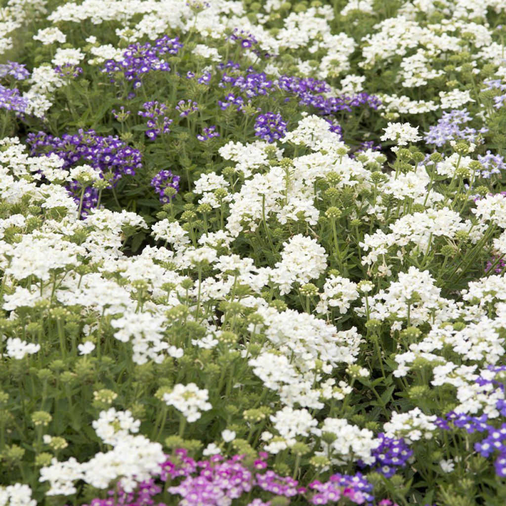 Verbena Scentsation Mix (zaad) - Hangverbena