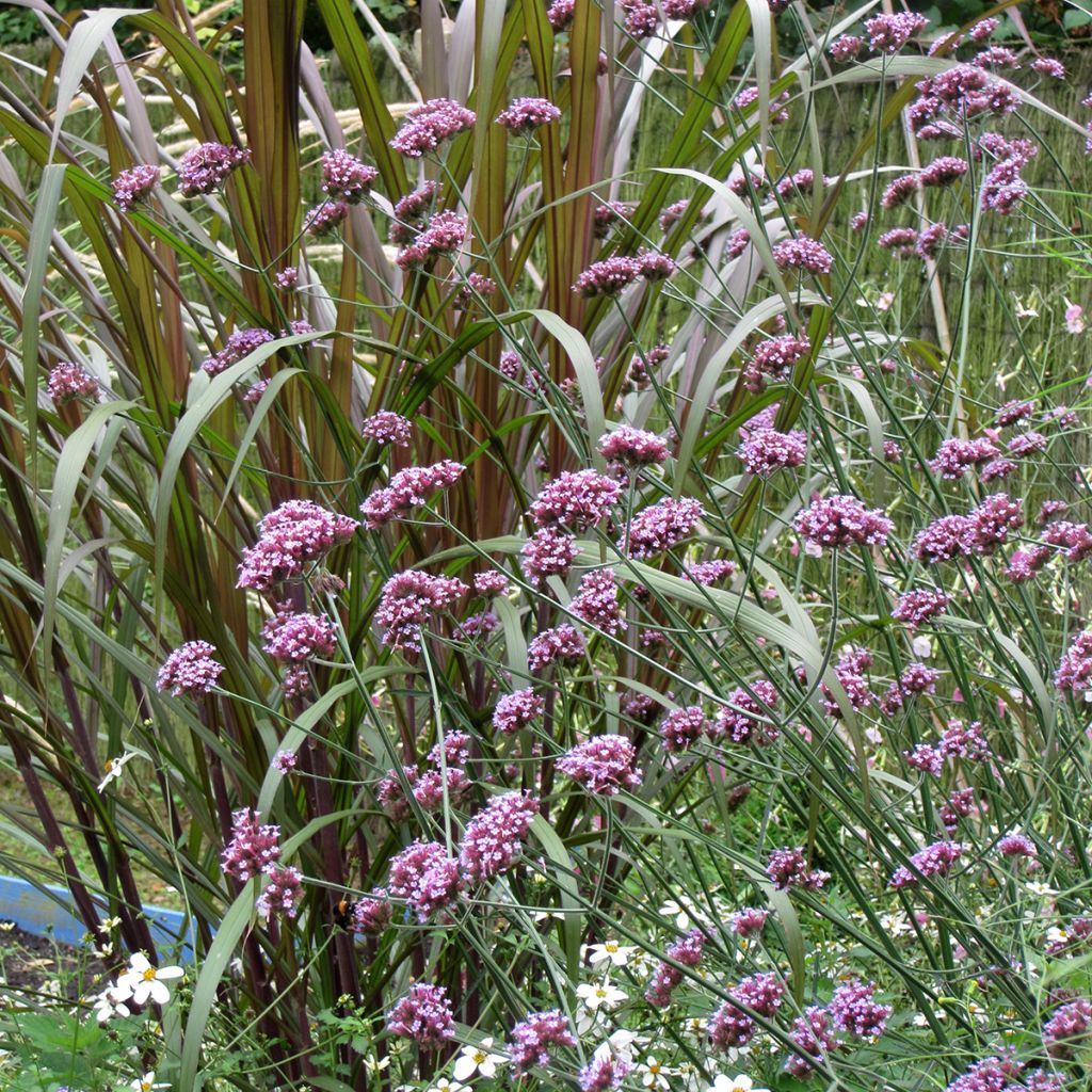 Verbena bonariensis Purple Top (zaad) - Reuzenverbena