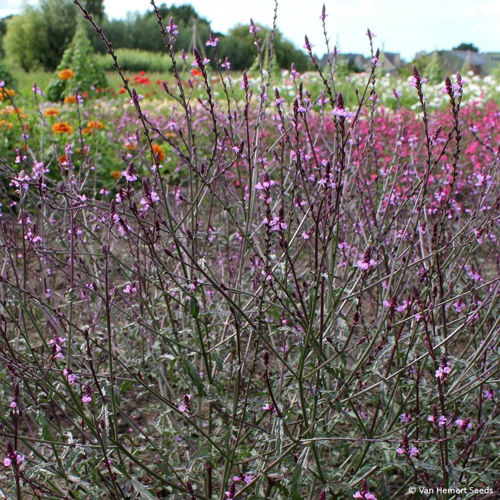 Verbena officinalis Bampton (zaad) - Ijzerhard