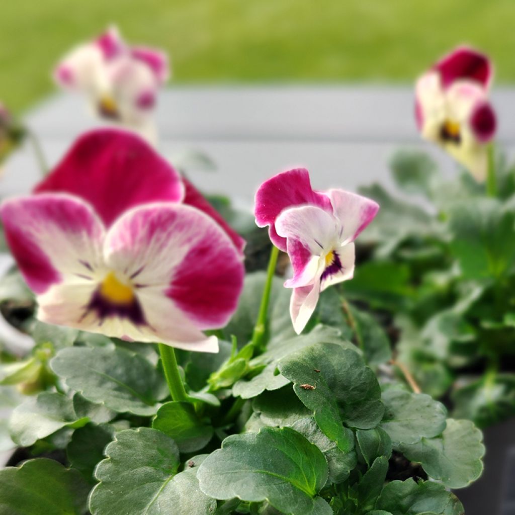 Viola cornuta Laeta Roze Bicolor (zaad) - Hoornviooltje