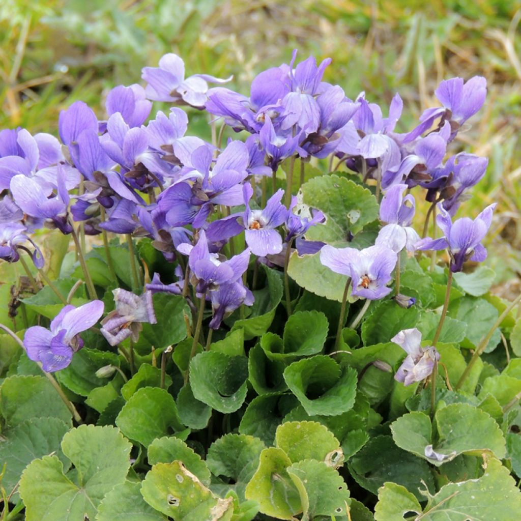 Viola odorata (zaad) - Geurviooltje