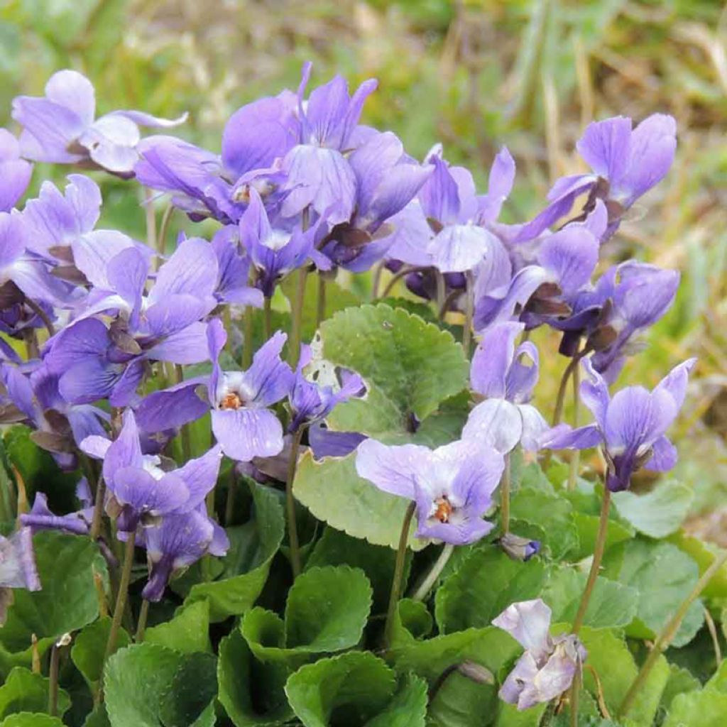 Viola odorata (zaad) - Geurviooltje