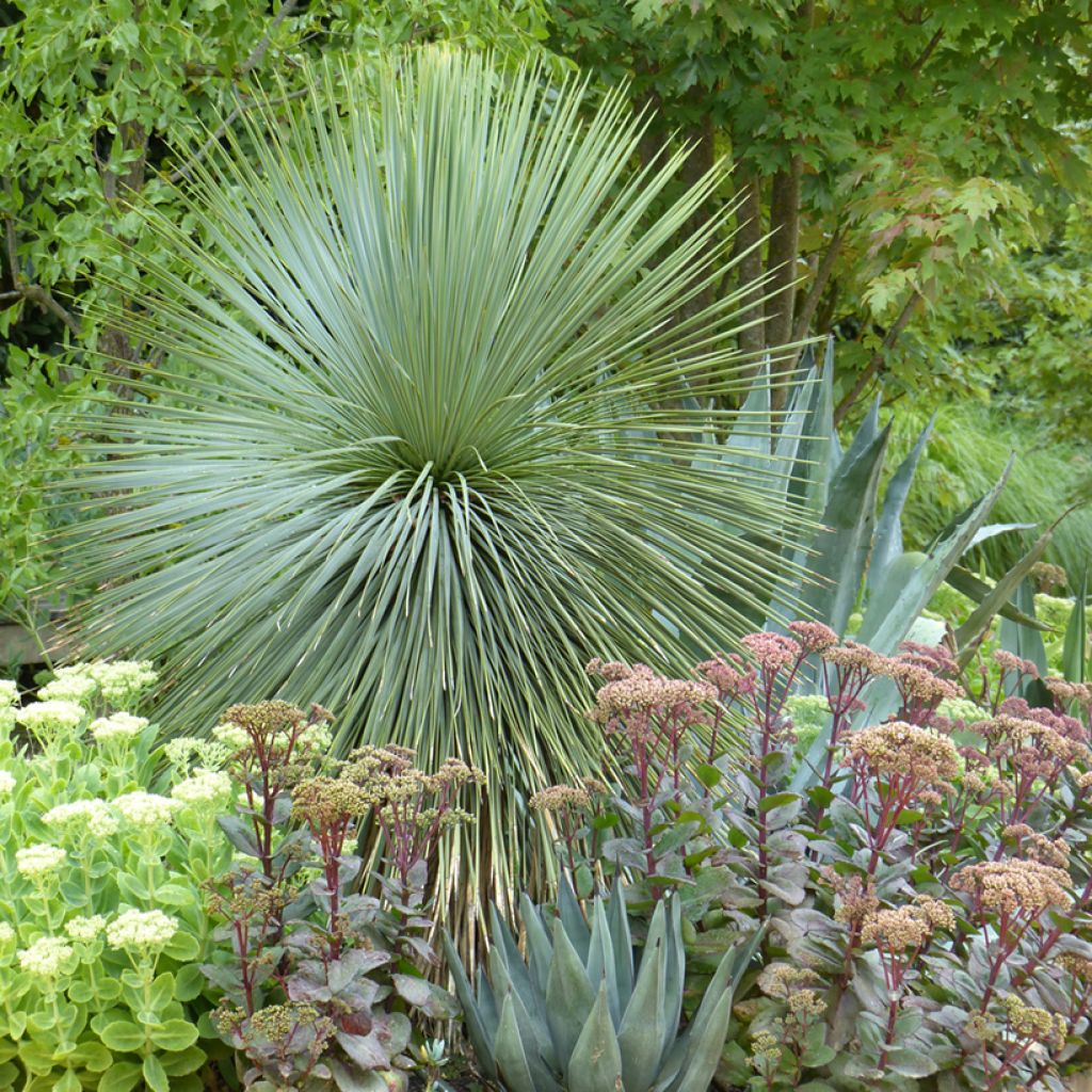 Yucca rostrata (zaad) - Palmlelie