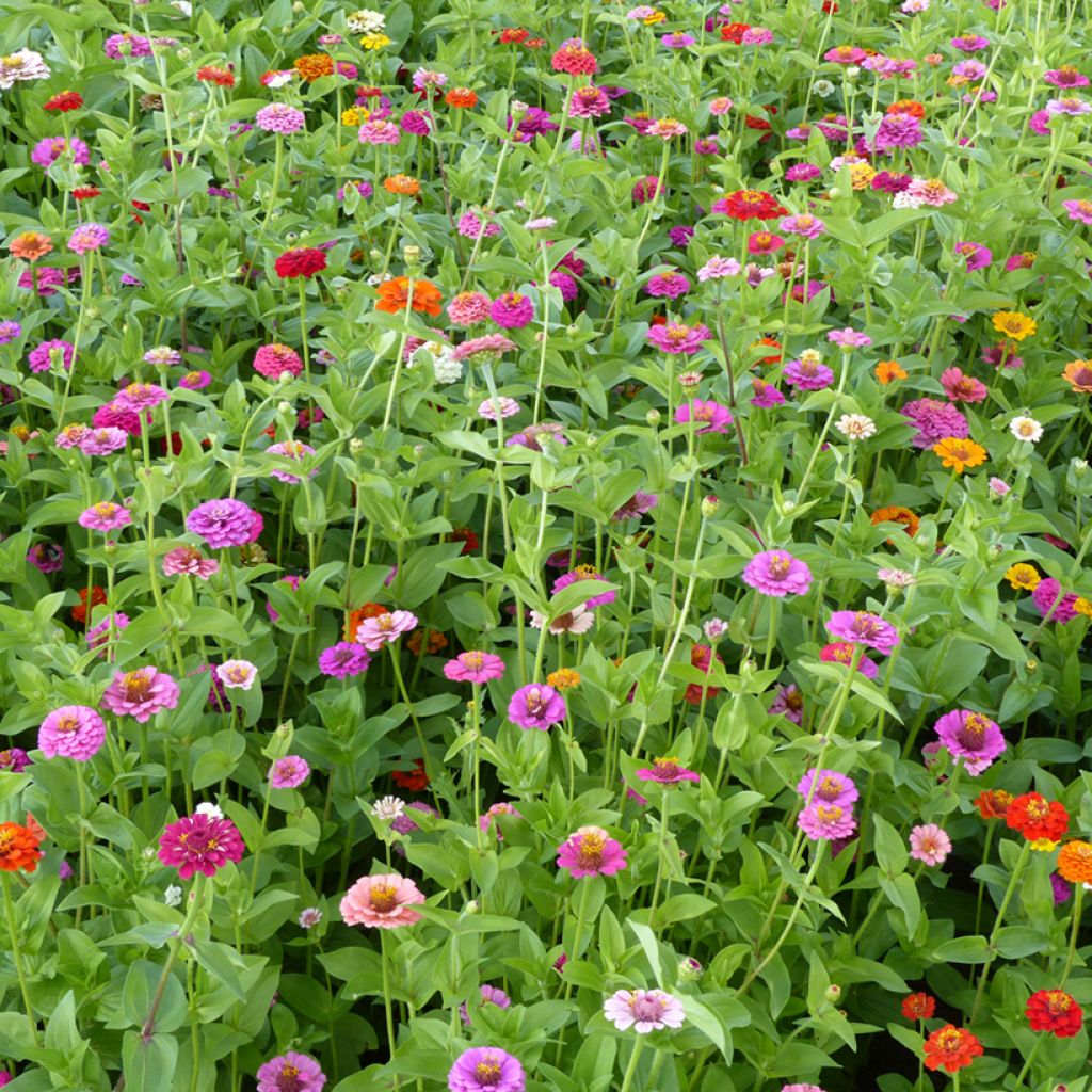 Zinnia elegans Lilliput Mix (zaad) biologisch - Zahara-bloem