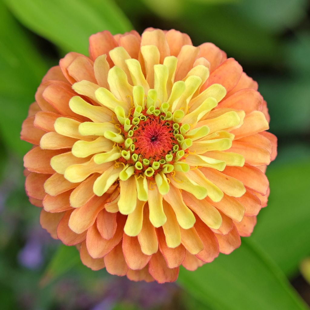 Zinnia elegans Queeny Lime Oranje (zaad) - Zahara-bloem