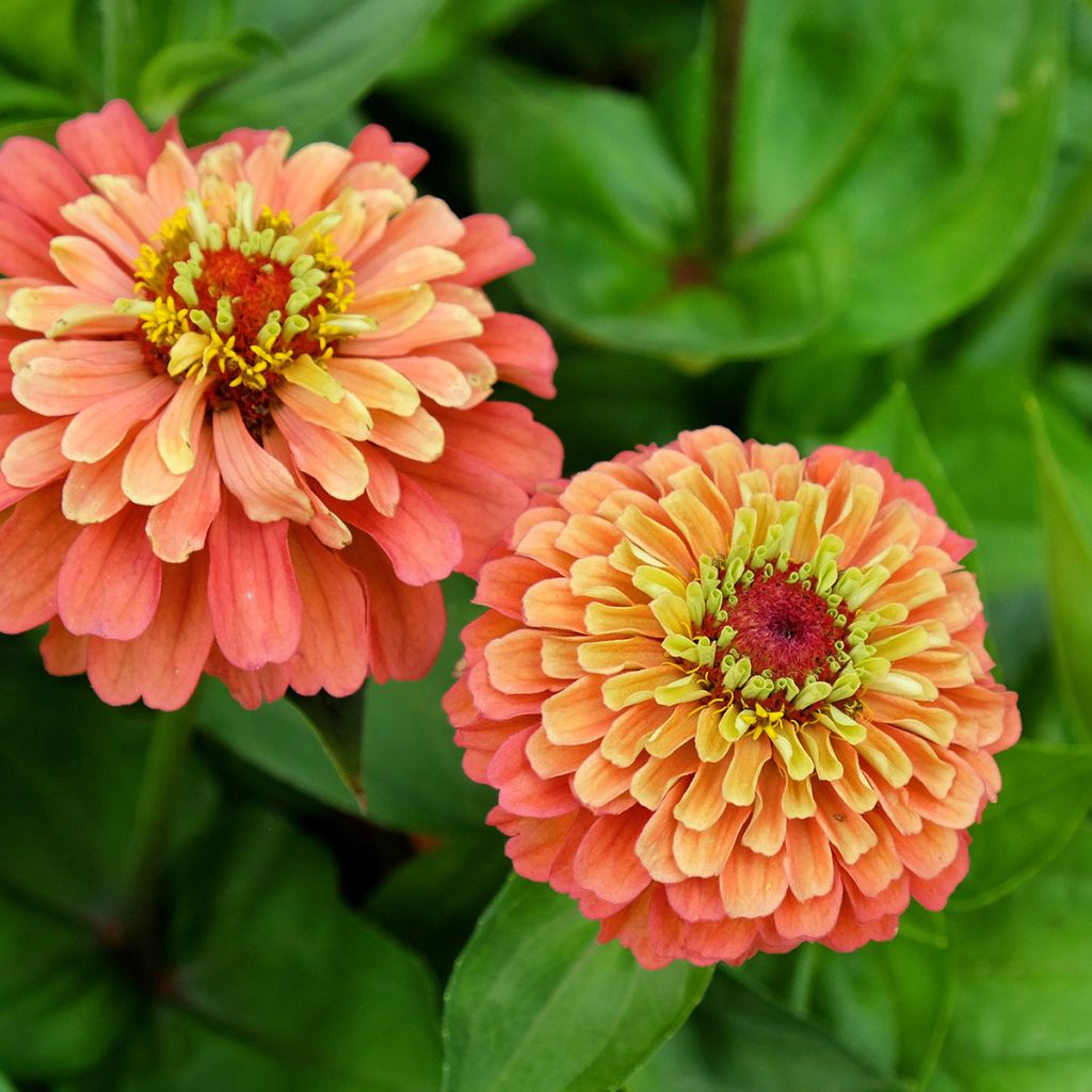 Zinnia elegans Queeny Lime Oranje (zaad) - Zahara-bloem
