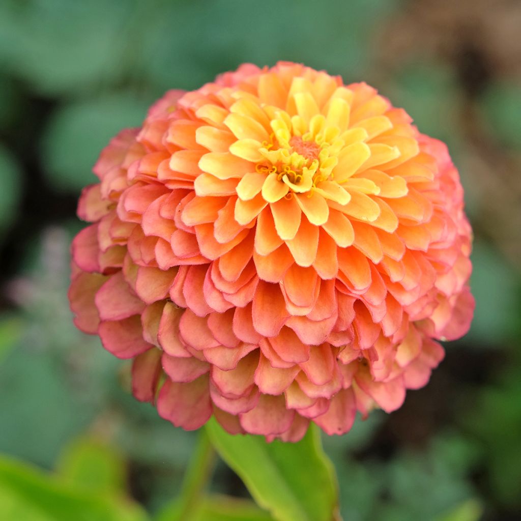 Zinnia elegans Queeny Lime Oranje (zaad) - Zahara-bloem