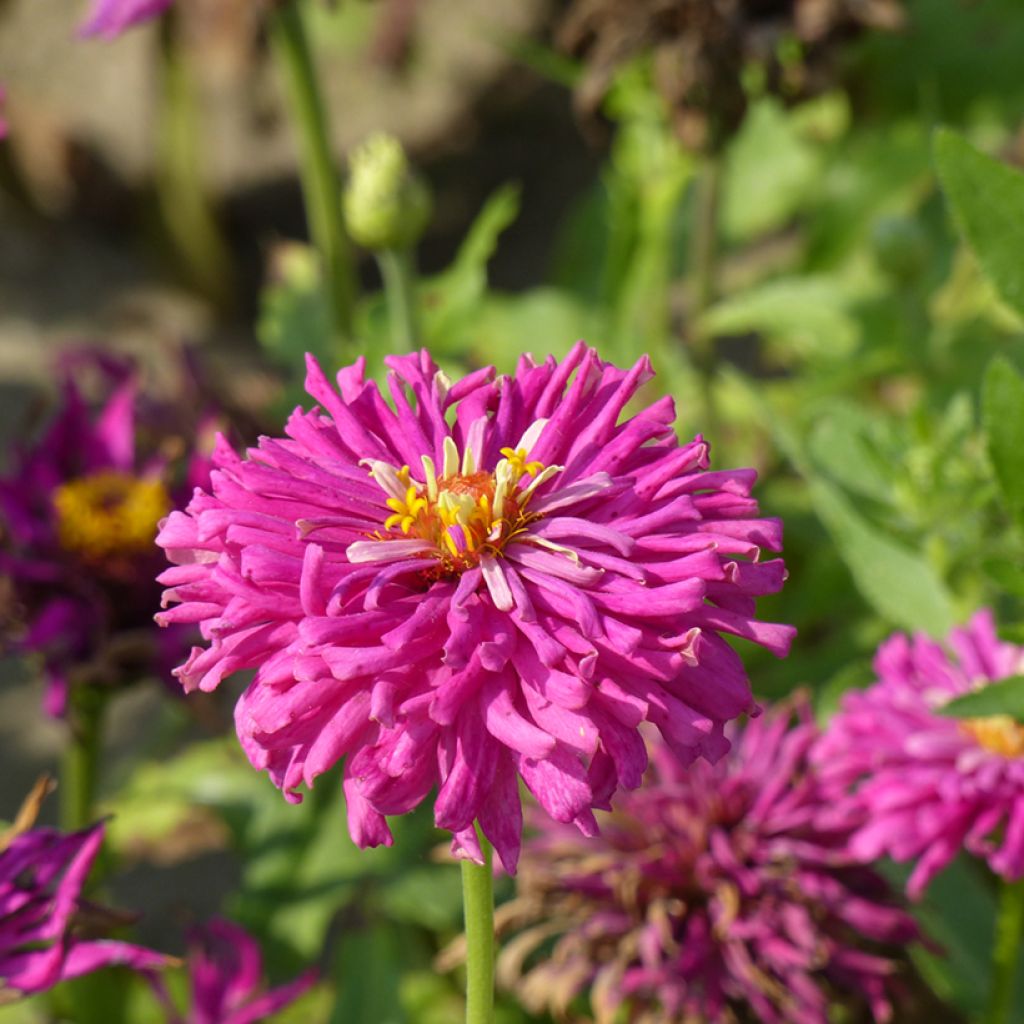 Zinnia elegans Lilac Empress (zaad) - Zahara-bloem