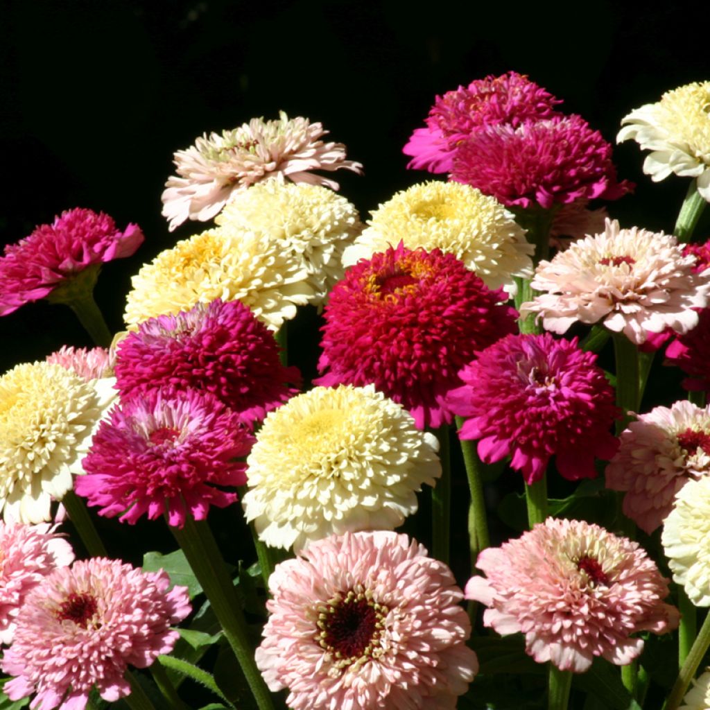 Zinnia elegans Zinderella Fashion (zaad) - Zahara-bloem