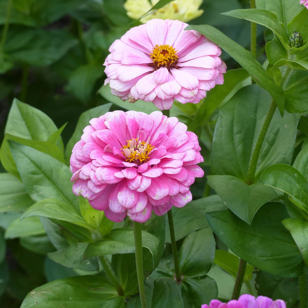 Zinnia elegans Luminosa (zaad) - Zahara-bloem