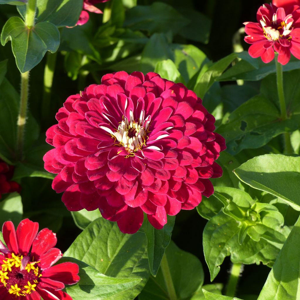 Zinnia elegans Meteor (zaad) - Zahara-bloem