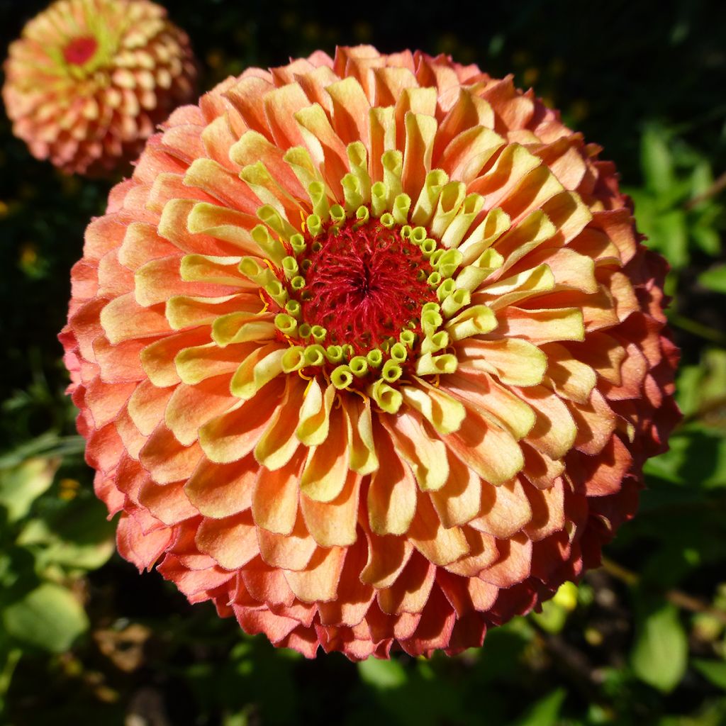 Zinnia elegans Queen Lime Bicolors Mix (zaad) - Zahara-bloem