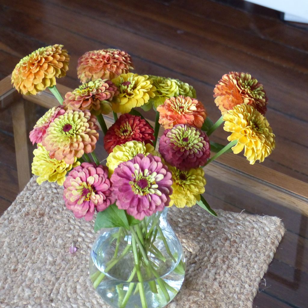 Zinnia elegans Queen Lime Bicolors Mix (zaad) - Zahara-bloem