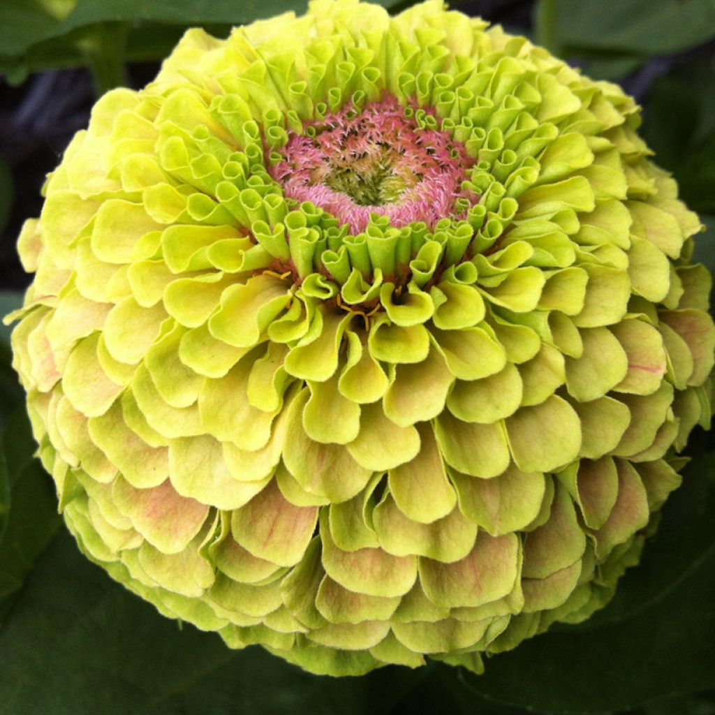 Zinnia elegans Queen Lime with Blotch (zaad) - Zahara-bloem