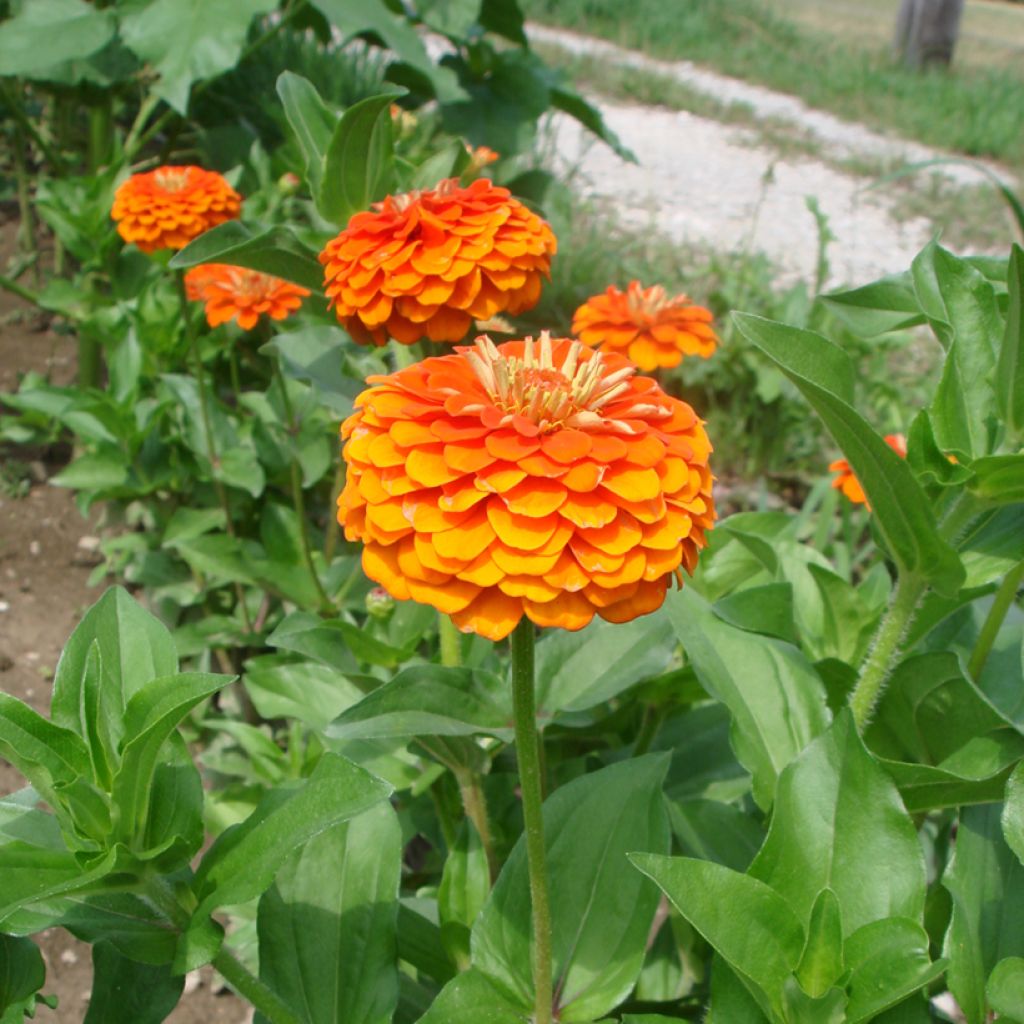 Zinnia elegans Queen Pure Oranje (zaad) - Zahara-bloem